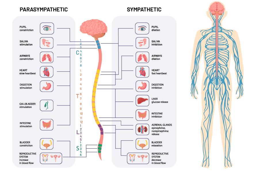 humannervoussystem