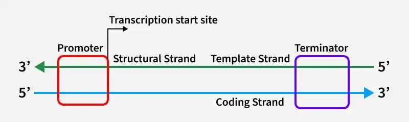 transcription_start_site