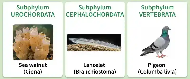 phylum_chordata