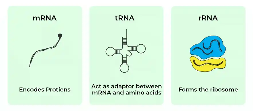 Types-of-RNA